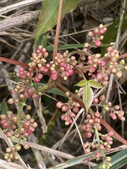 Toxicodendron orientale