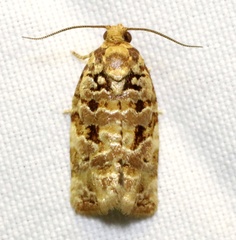 Archips georgiana