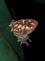 Sarota chrysus