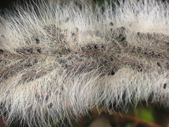 Thaumetopoea solitaria