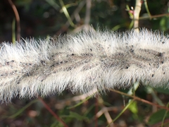 Thaumetopoea solitaria