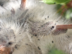 Thaumetopoea solitaria