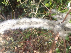 Thaumetopoea solitaria