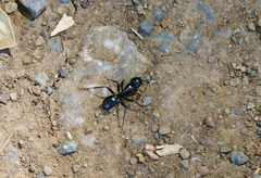 Camponotus laevigatus