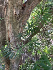 Melaleuca