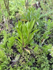 Collomia grandiflora