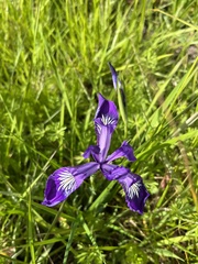 Iris tenax tenax