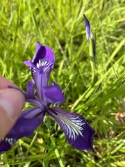 Iris tenax tenax
