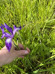 Iris tenax tenax