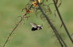 Xylocopa tabaniformis