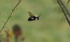Xylocopa tabaniformis