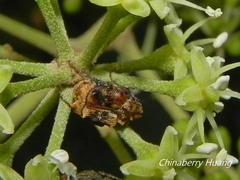 Dasyvalgus formosanus