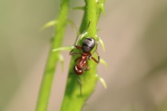 Formica sanguinea