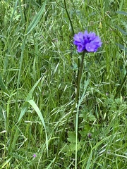 Dichelostemma
