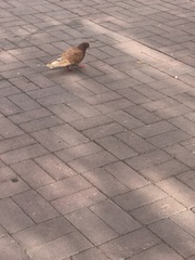 Columba livia domestica