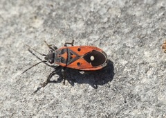 Melanocoryphus tristrami