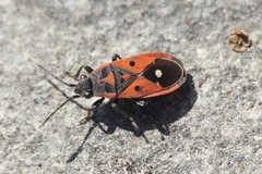 Melanocoryphus tristrami