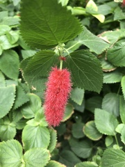Acalypha pendula