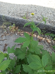 Geum urbanum