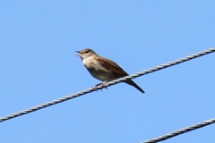 Luscinia megarhynchos