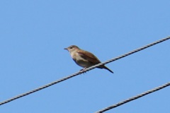 Luscinia megarhynchos