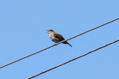 Luscinia megarhynchos
