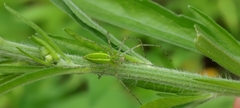 Peucetia formosensis