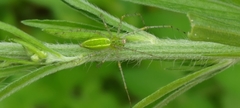 Peucetia formosensis