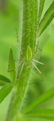 Peucetia formosensis