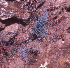 Argyrochosma formosa