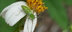 Peucetia formosensis