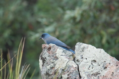 Aphelocoma wollweberi