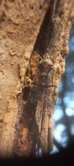 Dichoptera