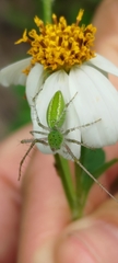 Peucetia formosensis
