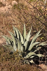Agave sobria