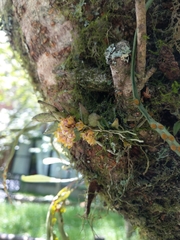 Gastrochilus raraensis