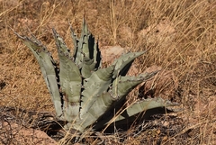 Agave sobria
