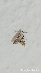 Argyractis