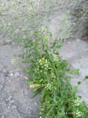 Capsella bursa-pastoris