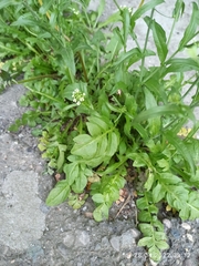Capsella bursa-pastoris