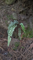Asplenium incisum