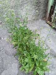Capsella bursa-pastoris