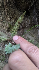 Asplenium incisum