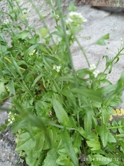 Capsella bursa-pastoris
