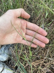 Calochortus plummerae