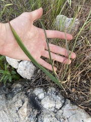 Calochortus plummerae
