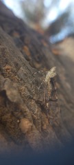 Dichoptera