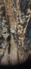Dichoptera