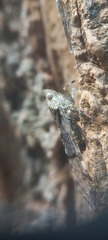 Dichoptera