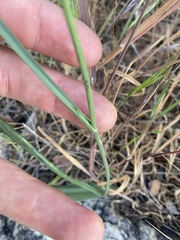 Calochortus plummerae